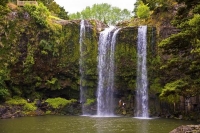 Whangarei;Northland;waterfall;Whangarei_Falls;bush;native_forrest