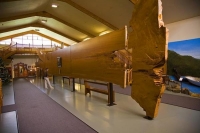 Matakohe;Rodney;Kaipara_Harbour;Kaipara;Kauri_Museum;Museum_Kauri;Gum;Kauri_Gum;