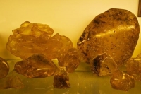 Matakohe;Rodney;Kaipara_Harbour;Kaipara;Kauri_Museum;Museum_Kauri;Gum;Kauri_Gum;