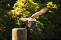 Warkworth;Rodney;gull;Warkworth;Basin