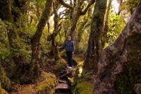 Dawson_Falls;Taranaki;Mount_Taranaki;Mount_Egmont;River;Rivers;bush;native_forre