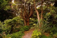Hallard_Gardens;Taranaki;Mount_Taranaki;Mount_Egmont;landscape;Hallard;Gardens;S