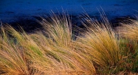Raglan;Waikato;Harbour_grasses;native_grass;grass;tussock