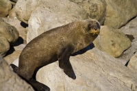 Palliser_Bay;Wairarapa;rocky_shoreline;coast_road;lighthouse;seals;blue_sky;blue