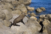 Takaka_and_River;Palliser_Bay;Wairarapa;rocky_shoreline;coast_road;lighthouse;se