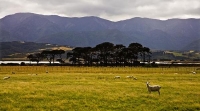 Palliser_Bay;Wairarapa;rocky_shoreline;coast_road;lighthouse;seals;bachs;holiday