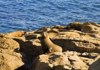 Palliser_Bay;Wairarapa;rocky_shoreline;coast_road;lighthouse;seals;bachs;holiday