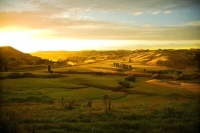 Wairarapa_Landscape_Image;Wairarapa;golden_light;long_shadows;paddocks;Dawn;New