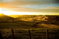 Wairarapa_Landscape_Image;Wairarapa;golden_light;Dawn;sheep_country;sunrise;long