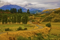 Inland_Kaikoura_Road;Kaikoura;bush;native_forest;Kahutara_River;seaward_Kaikoura