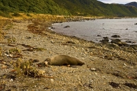 Paparoa_Point_Sun_Rise;Kaikoura_Coast;Kaikoura;bush;native_forest;seaward_Kaikou