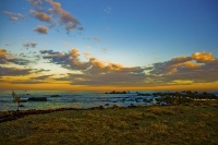 Tatty_w_the_Rig;Kaikoura_Coast;Kaikoura;bush;native_forest;seaward_Kaikoura_Rang