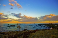 Kaikoura_Coast;Kaikoura;bush;native_forest;seaward_Kaikoura_Range;green_fields;p