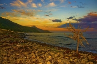 Kaikoura_Coast;Kaikoura;bush;native_forest;seaward_Kaikoura_Range;green_fields;p