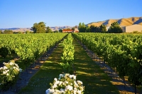 Vineyards;Marleborough;Wairau_Plains;vines;vintners;grapes;Brancott_Winery