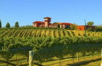 Vineyards;Marleborough;Wairau_Plains;vines;vintners;grapes;Highfield_Estate