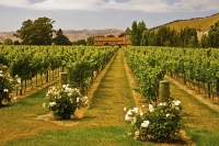 Vineyards;Marlborough;Wairau_Plains;vines;vintners;grapes;Montana_Brancott_Winer