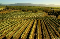 Vineyards;Marlborough;Wairau_Plains;vines;vintners;grapes