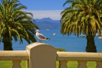 Picton;Marlborough_Sounds;Marlborough;bush;native_forrest;hills;mountains;Seagul