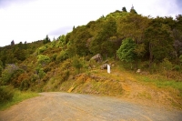 Maungatapu_Track;bush;native_forrest;forestry;Maitai_Saddle;Maitai_Saddle_route;