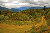 Maungatapu_Track;bush;native_forrest;forestry;Maitai_Saddle;Maitai_Saddle_route;