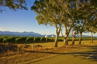 Waihopai_Domes;Marlborough;gum_trees;vineyards;surveillance_domes;domes;listenin