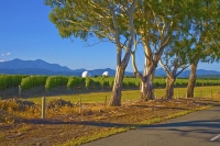 Waihopai_Domes;Marlborough;gum_trees;vineyards;surveillance_domes;domes;listenin