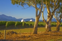 Waihopai_Domes;Marlborough;gum_trees;vineyards;surveillance_domes;domes;listenin