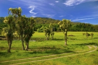 Nelson_Lakes;Kawatiri;mountains;hills;rivers;Road;State_Highway_63;bush;native_f