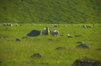 Nelson_Lakes;Kawatiri;mountains;hills;rivers;Road;State_Highway_63;bush;native_f
