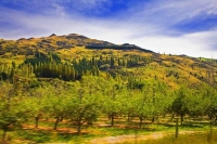 Roxburgh;Otago;lake_Roxburgh;Clutha_River;church;churches;fruit_growing;Orchards