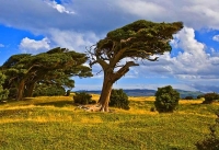 The_Catlins;Southland;hills;rivers;Road;bush;native_forrest;green_fields;green_p