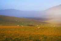 The_Catlins;Southland;hills;rivers;Road;bush;native_forrest;green_fields;green_p