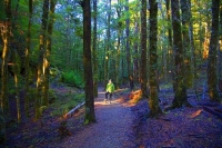 Harwoods_Hole;Tasman_Bay;native_forrest;forest_track;tramping_track;trampers;lic
