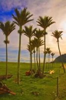 Karamea;West_Coast;mountains;valleys;river;Tasman_Sea;Nikau_Palms;karamea