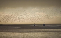 Fishing_Boats;Waimea_Inlet;Nelson;Tasman_Bay;migrating_birds;flock_of_birds