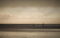 Fishing_Boats;Waimea_Inlet;Nelson;Tasman_Bay;flock_of_birds;migrating_birds