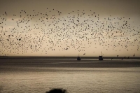 moored_boats;fishing_boats;waimea_estuary;birds_in_flight;flock_of_birds;migrati
