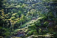 Auckland;Bethells_Beach;Bush;West_Coast_Beaches;sea_fishing;fishing;angling;boat