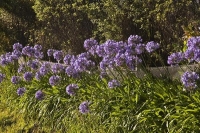 Coopers_Beach;Northland;Agapanthus;flowers;blue_flowers