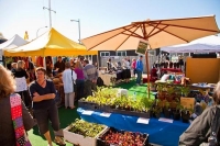 Matakana;Rodney;Viveyards;market;farmers_market;public_toilets;Seedling;Sellers