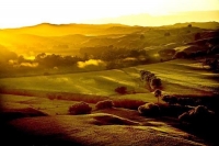 Wairarapa_Image_;Landscape;Wairarapa;Dawn;golden_light;misty_hills;paddocks;New_