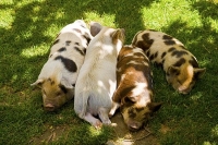 Takaka;Golden_Bay;Bencarri_Nature_Park;hills;rivers;Road;bush;native_forrest;gre