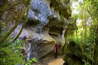 Takaka;Golden_Bay;Clifton_Grove_Reserve;bluffs;cliffs;Palns;limestone;limestone_