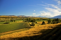 Awatere_Valley;Marlborough;bush;native_forrest;irrigation;green_fields;green_pad