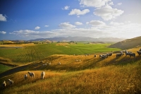 Awatere_Valley;Marlborough;bush;native_forrest;irrigation;green_fields;green_pad