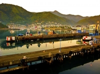 Picton;Marlborough_Sounds;Marlborough;bush;native_forrest;hills;mountains;Picton