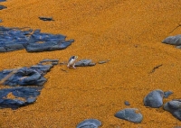 Moeraki;Otago;Yellow_Eyed_Penguins;Moeraki_Boulders