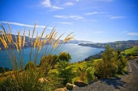 Otago_Peninsula;Otago;harbour;golden_sands;MacAndrew_Bay;Toi_Toi_Grass