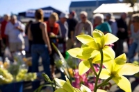 Nelson;Tasman_Bay;Market;stalls_plants;flowers;toys;wood_turning;crowds;shoppers